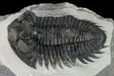 Coltraneia Trilobite Fossil - Huge Faceted Eyes #153973-3